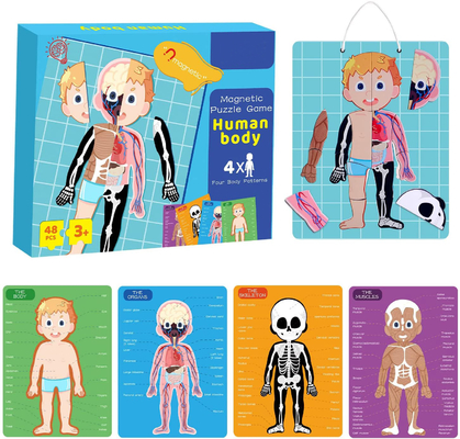 Good price 48pcs Educational Magnetic Human Body Jigsaw Puzzle Toys For 3 Year Old Toddler online