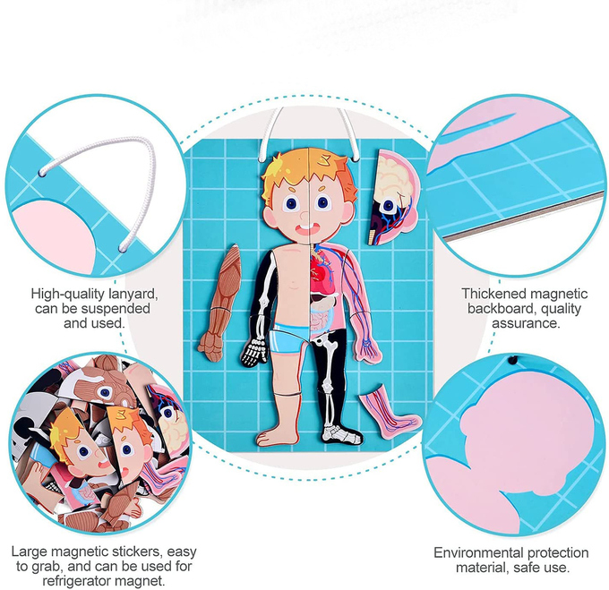 48pcs Educational Magnetic Human Body Jigsaw Puzzle Toys For 3 Year Old Toddler 1